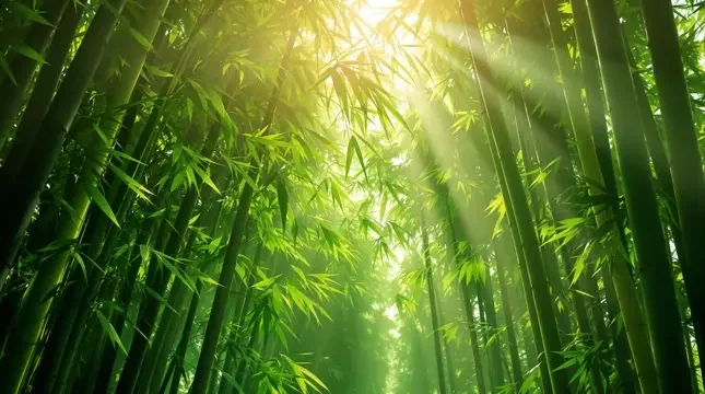 风过竹林 - 韩剧TV